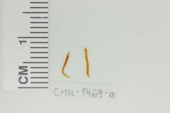 Media type: image;   Invertebrate Zoology CHIL-1469-a Description: Digital photograph of preserved specimen.;